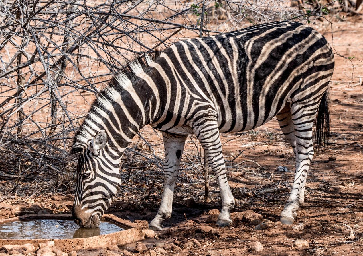 Mawusi Bush Lodge Hoedspruit Bagian luar foto