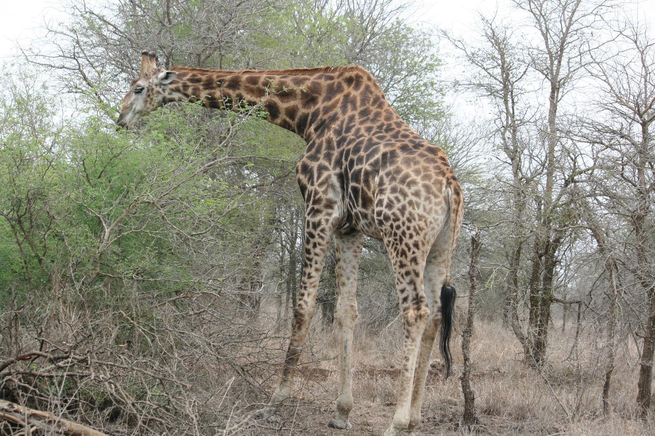 Mawusi Bush Lodge Hoedspruit Bagian luar foto