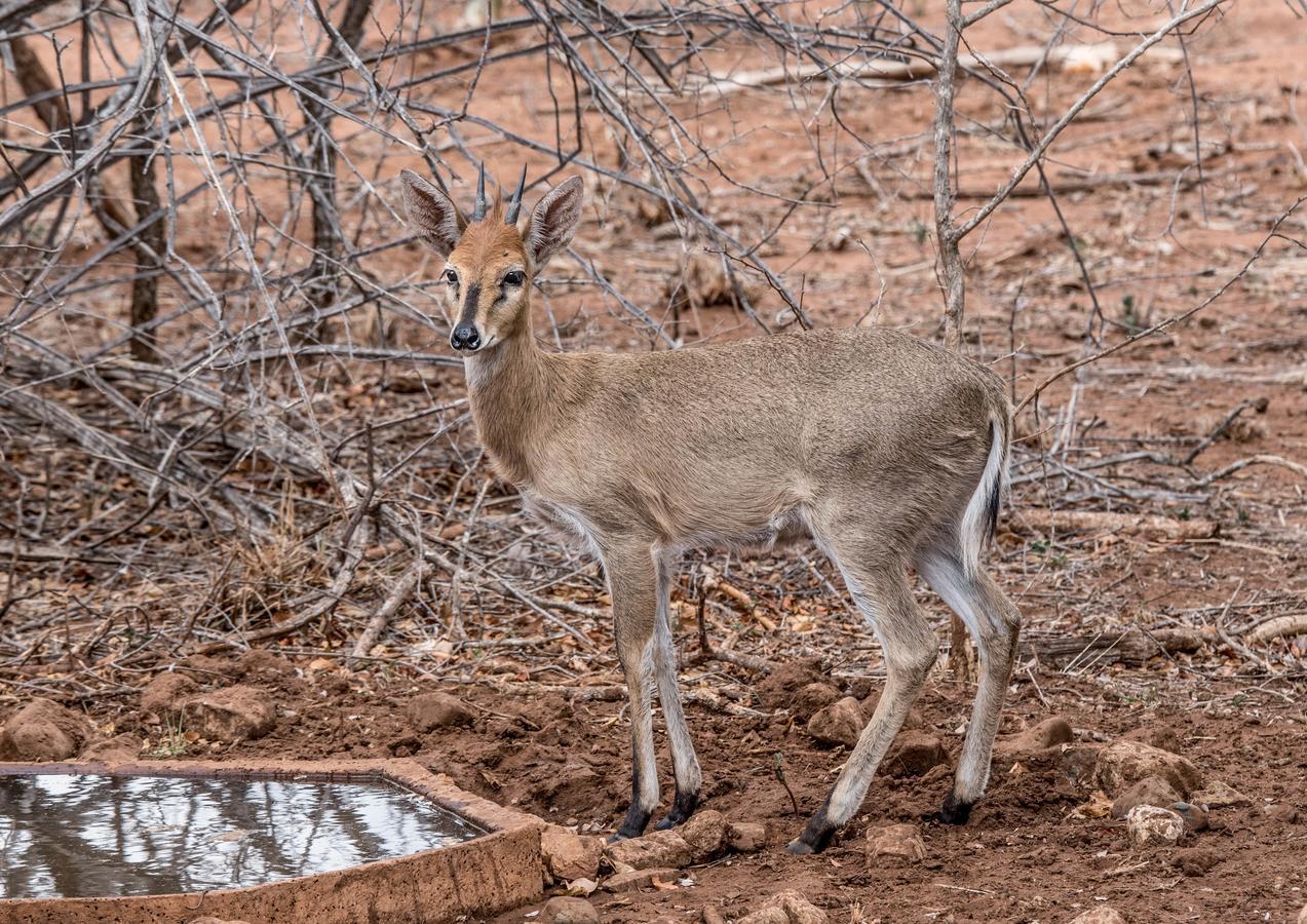 Mawusi Bush Lodge Hoedspruit Bagian luar foto